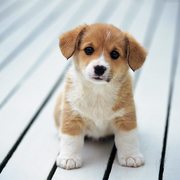 360 petmart's avatar