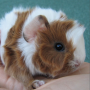 Toula Elwell's avatar
