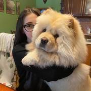 Ines Islami-Kovačić's avatar