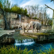 Flutter Dev's avatar