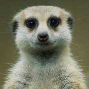 TEJAS DUMBRE (RA2011031010076)'s avatar