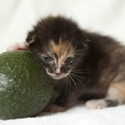 Mina Loves Cats's avatar