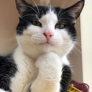 Linda  Lewis's avatar