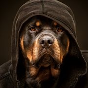 Kollos Kos's avatar