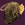 Rodent tv