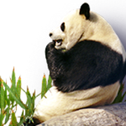 professor g's avatar