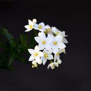 Elmo Garcia's avatar