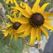 Luzette Pressley - Delafuente's avatar