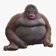 Haoran Wu's avatar