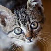 Kitty Wong's avatar