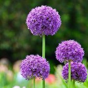 melinda white's avatar