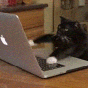 Bearcats Fan's avatar