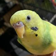 Salah Abbas's avatar