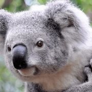 Antonio Khohracov's avatar