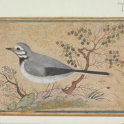 xCroni Zhang's avatar