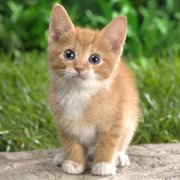 Оля Груньковська's avatar