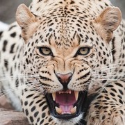 Meison Kelvin's avatar