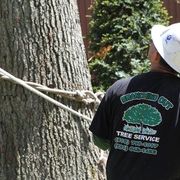 Tree Cutting & Trimming Bohemia's avatar
