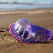 Steven Zhao's avatar