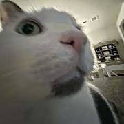 Cecilia Sevanchko's avatar