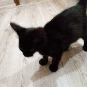 Mandragora_sp aaw's avatar