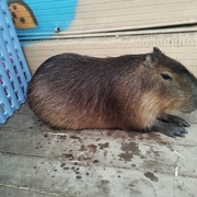 Yong Lin Chan's avatar