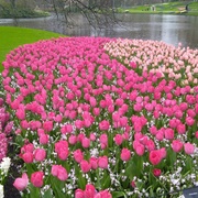 Yash Viradia's avatar