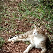 Riya Sara Jijy's avatar