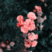 SHIVENDRA RAJMOHAN's avatar