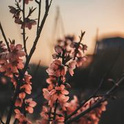 Tulika Sharma's avatar