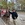 Thomas Fortoul