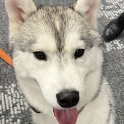 SitingT Tang's avatar