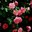 Johanna Hossain