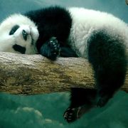 Sebastian De La Espriella