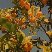 Farhad Alizada's avatar