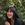 Hannah  Shu