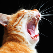 Arcadia Kim's avatar