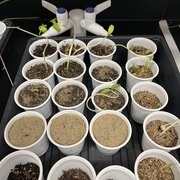 Emma Johnson's avatar