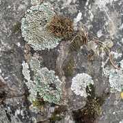 Gorika Goel's avatar