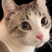 Adanlawo Blessing's avatar