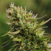 baysmokes com's avatar