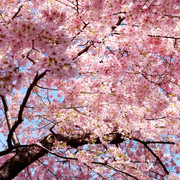 Francis Young's avatar