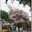 Siriwan T