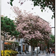 Siriwan T's avatar
