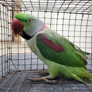 Bimal Vinod's avatar