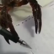 Shiloh zheng's avatar