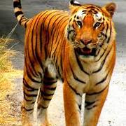 Saki Ariana's avatar