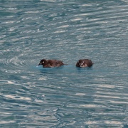 hannah chen's avatar