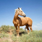 Justus horses's avatar