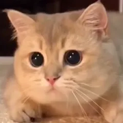 Sailesh Srikanth's avatar